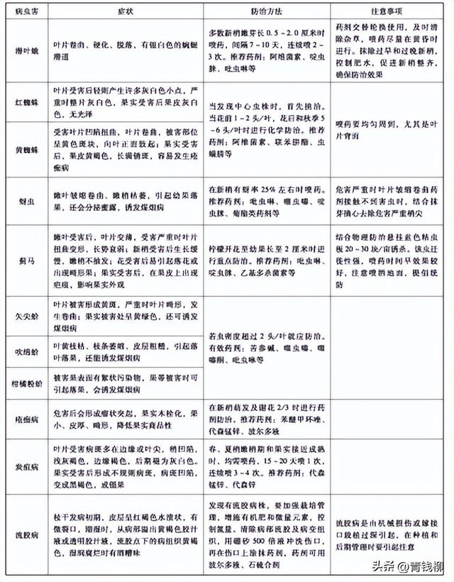 香水柠檬绿色种植技术