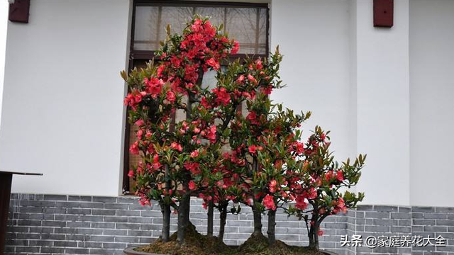 海棠花在室内开，注意这些养护知识，花开又大又艳丽！