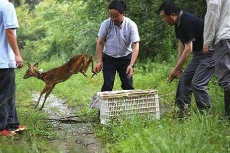 24万名从业者面临转型压力 野生动物保护名录亟需调整