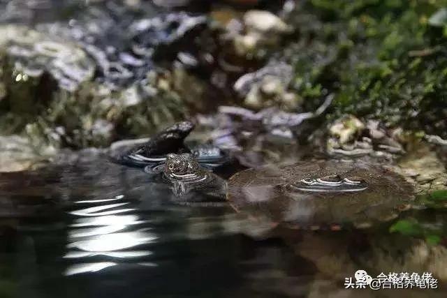 一年不用换水的龟缸，你见过吗？