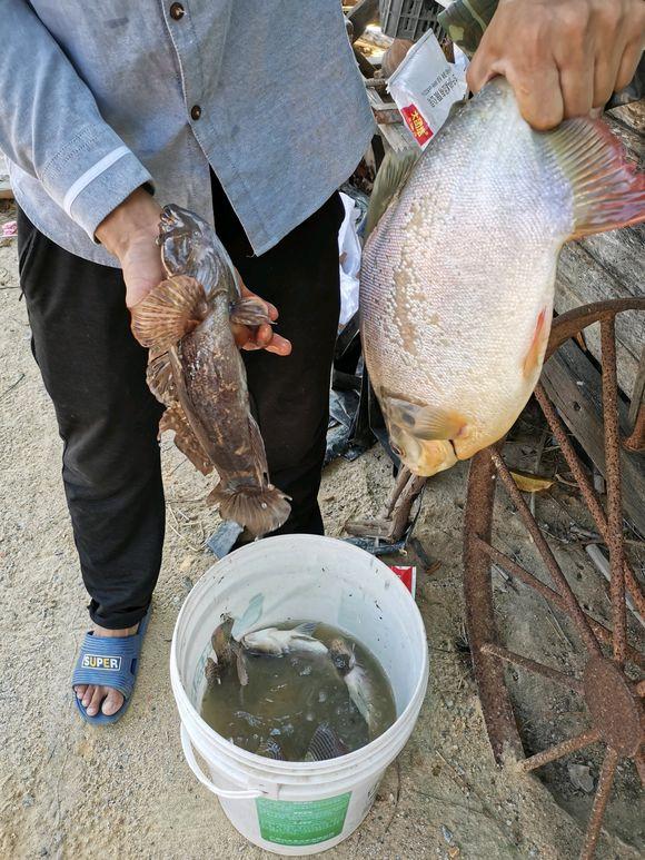 小黑鱼？广西老乡，河道里钓起许多“怪鱼”，咬住人不放