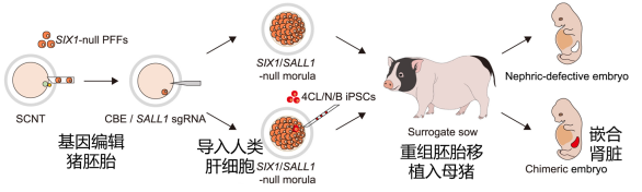 什么？猪的身体里还能长出“人的肾脏”？我国科学家做到了！