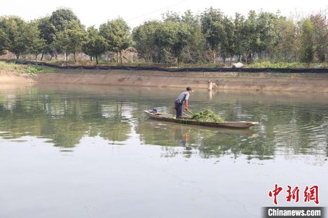 湖南大通湖“大闸蟹+水草”养殖让传统渔民走上致富路