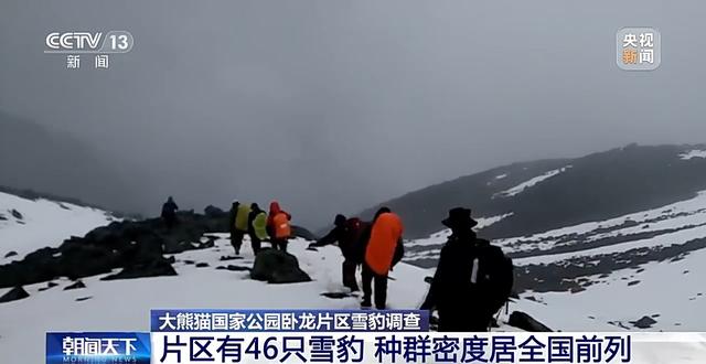 种群恢复迅速 密度居全国前列！探秘卧龙的雪豹生存现状