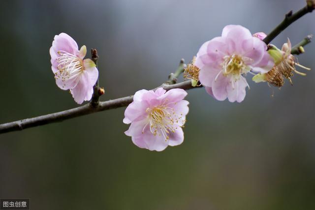 这4种花秋冬多冻冻，才能开花鲜艳，花量大