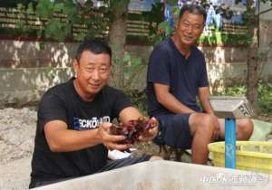 济南泥鳅养殖(藕塘里养龙虾成本低质量好，这个互补模式值得推广吗？)