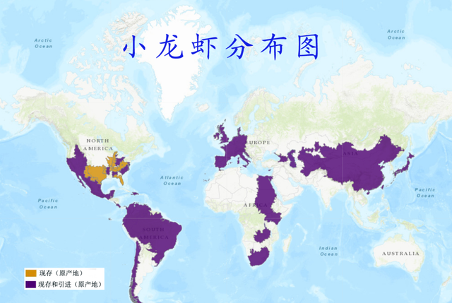 引入94年，日本人虾大战完败，被定为外来物种，为何我国还要进口