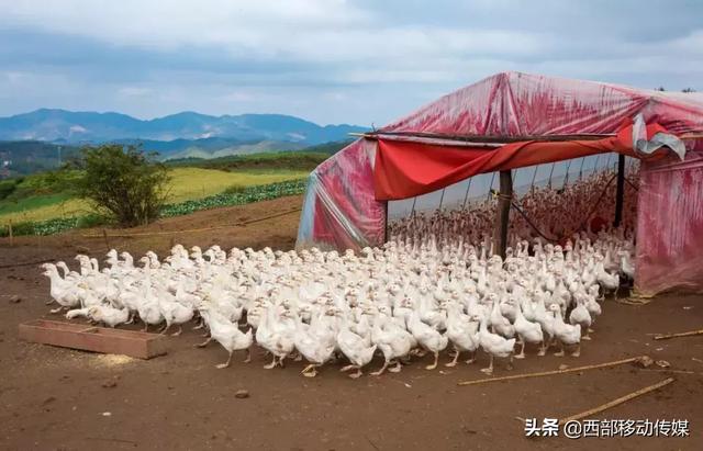 云南鲁甸水磨滴水村的鹅鹅鹅重点销售云贵川