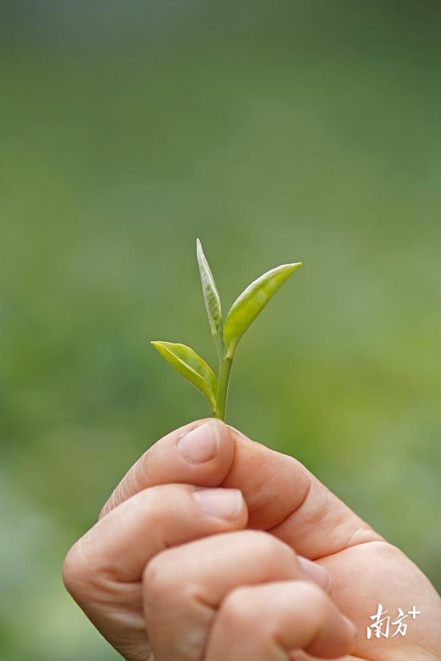 白洞茶叶：茶香五十载，见证乡村兴｜佛味鲜生