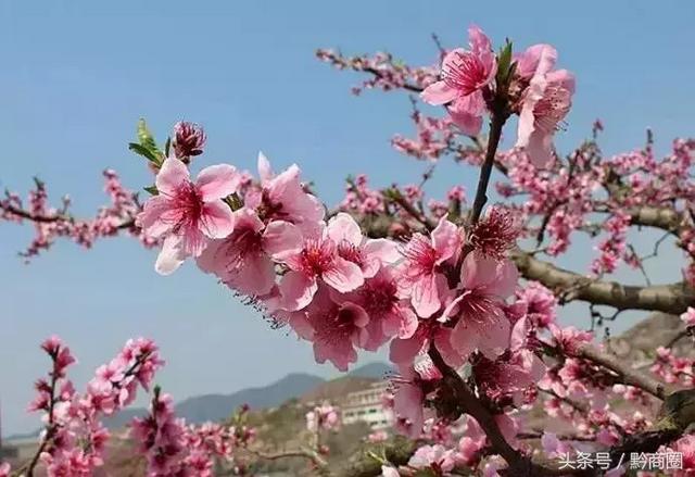 万物复苏的时节，一起在贵州赏花好吗？