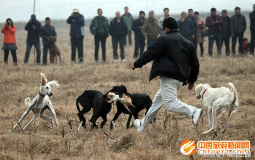 中华名犬——山东细犬