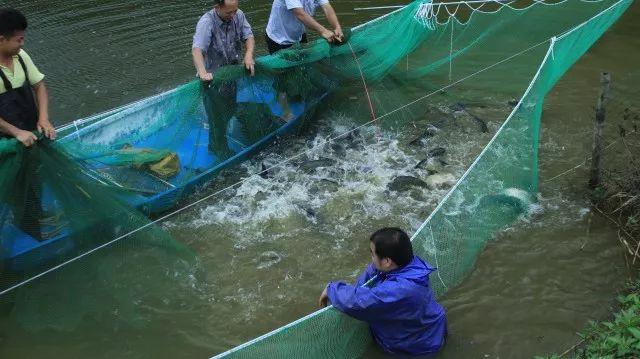 广东增城山泉水养瘦身草鱼，品质高价格“呆萌”