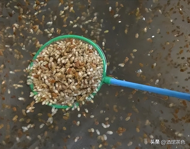 金乌贼的生物特征与室内人工繁育技术