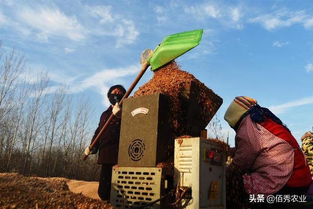 羊肚菌价格“接地气”，和炒作失败无关，农业科研团队功不可没