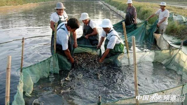 网箱养殖泥鳅，高产的几大要素你掌握了吗？