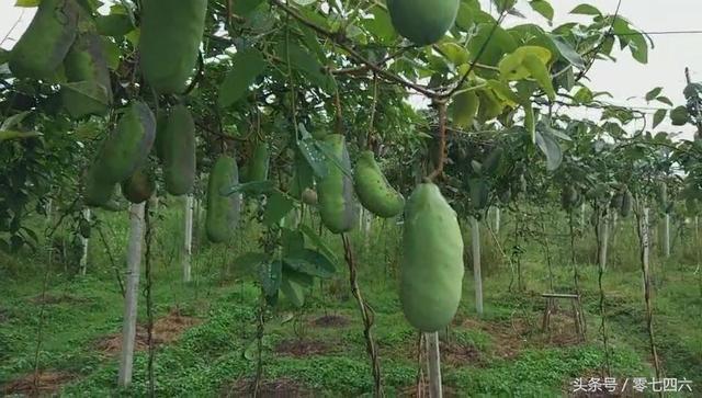 永州亿和邓氏好兄弟从种植到泥鳅青蛙养殖育苗