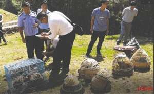 四川刺猬养殖基地在哪(濒危动物上餐桌——一起命案牵出的买卖野生动物大案)