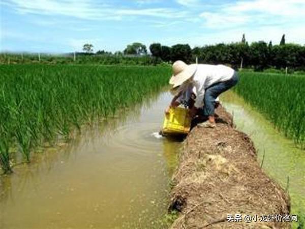 价格过低靠数量取胜？高密度养殖小龙虾难点攻略来了...