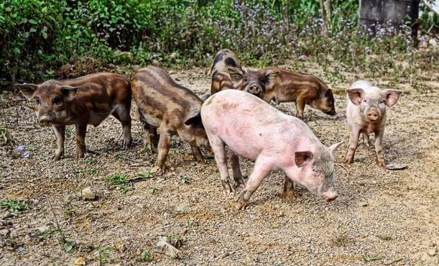 广西男子硬拽野猪当种猪！野猪和家养猪能否成功杂交？