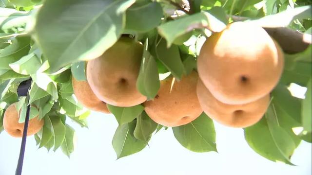 今日丰收节！宝坻稻田蟹大受青睐