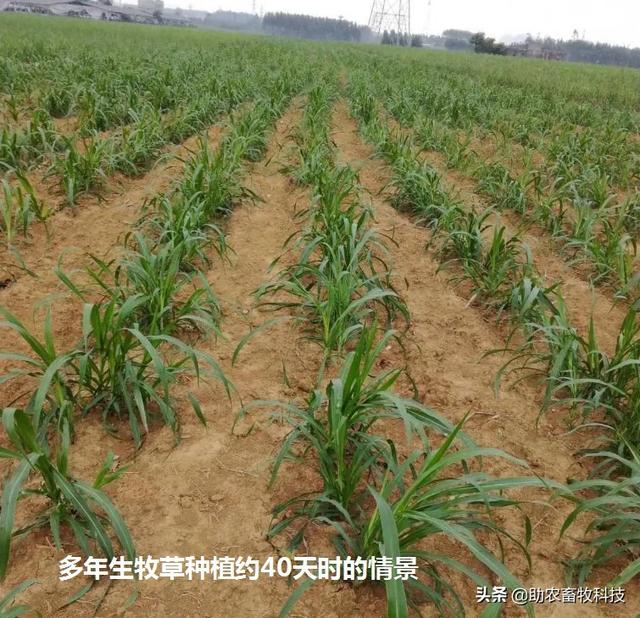 南方草鱼养殖种植什么牧草好？实用操作技术值得你收藏