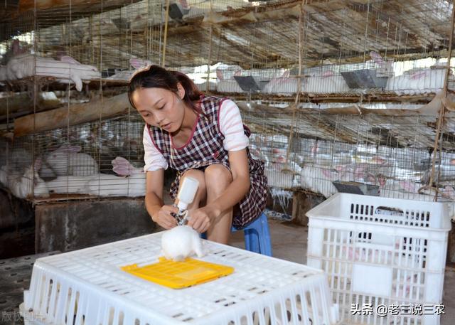 老农投资养獭兔，用诀窍效益翻了5倍，买房又买车，方法简单实用