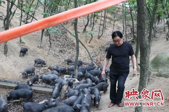 鲁山县：千头野猪基地“华丽转身”“野菜猪”登上舞台