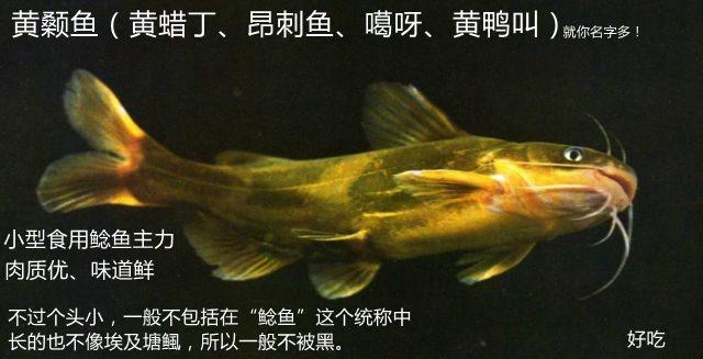 广西小区化粪池中发现鲶鱼，粪便作饲料，如此养的鲶鱼能吃吗？