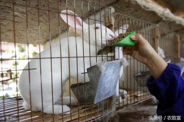 商品獭兔，毛皮好，产肉高；学会这几点技术，是致富的关键