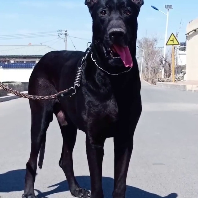 昆明市哪里有养黑狼犬的犬舍  内蒙古自治区兴安盟黑狼犬...