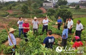 泸州鸽子养殖(青花椒引领泸州泸县邹寺村村民脱贫奔康)