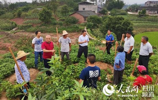 青花椒引领泸州泸县邹寺村村民脱贫奔康