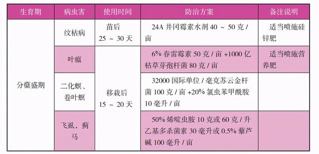 稻田养殖小龙虾水稻插秧后的管理技术要点