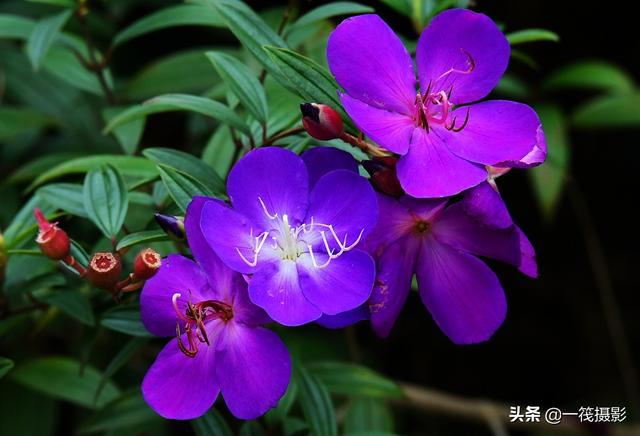 夏花（四十四）——巴西野牡丹