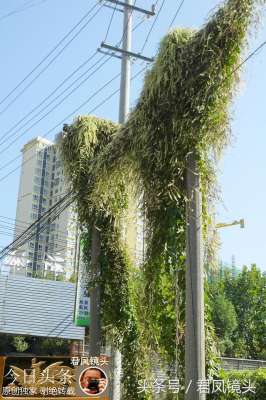 藤三七如何养殖(湖北宜昌：中药植物藤三七，爬上电线杆和院墙；农民种植当蔬菜)