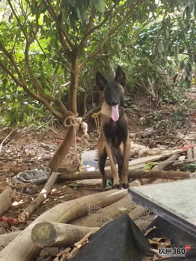 「狗狗出售」 八个多月马犬出售