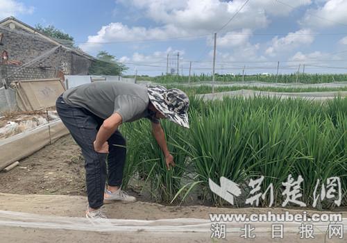 襄州区双沟镇：养蛙达人王晨晨 蹚出致富好“钱”景