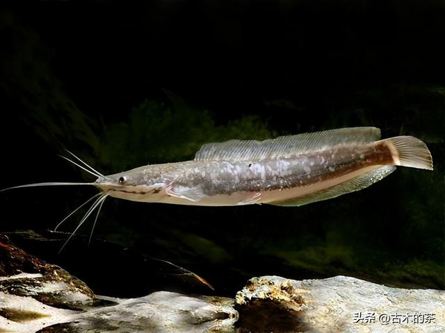 革胡子鲶鱼的生物性特性与养殖技术