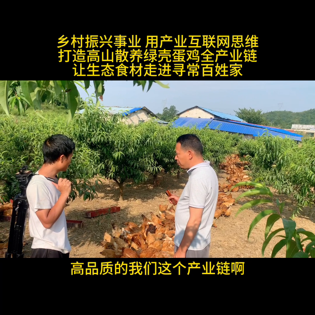 乡村振兴事业 用互联网思维打造贵州高山散养绿壳蛋鸡全产...