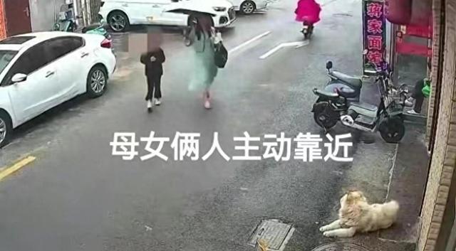 江苏松狮狗事件：赔偿纠纷激化，狗主决定了结