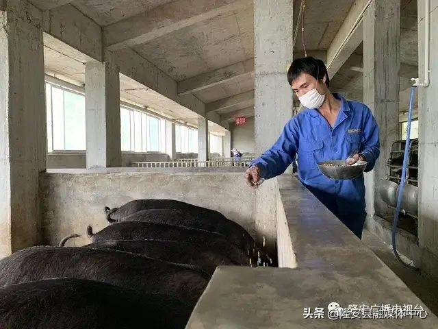 【猪也住上了电梯房】都结乡天隆村养殖生态黑猪，走上脱贫快道