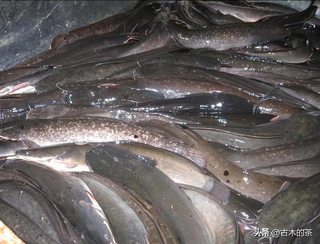 革胡子鲶鱼的生物性特性与养殖技术