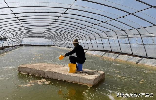 决胜小棚秋茬虾！水难调、病多发、成功率不高，你需要综合操作