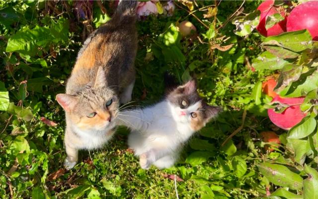 执法人员捣毁流浪猫屠宰场，救出三百多只猫后全部无害化处理