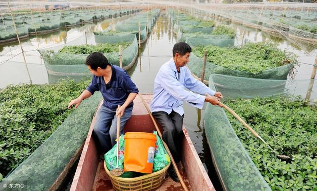 为黄鳝建一个舒适“家园”，合理栽植水生植物指南