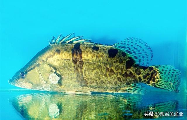 鳌花鱼（鳜鱼）——黑龙江记事