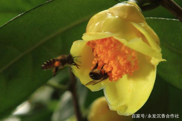 金花茶要怎么种植和养护呢