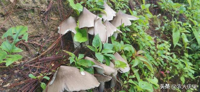 我学习了鸡枞种植技术，觉得离致富不远了，但结局有些意外