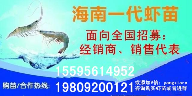 怎么在稻田里养龙虾？“稻田+龙虾”种养模式，让农民口袋更丰满