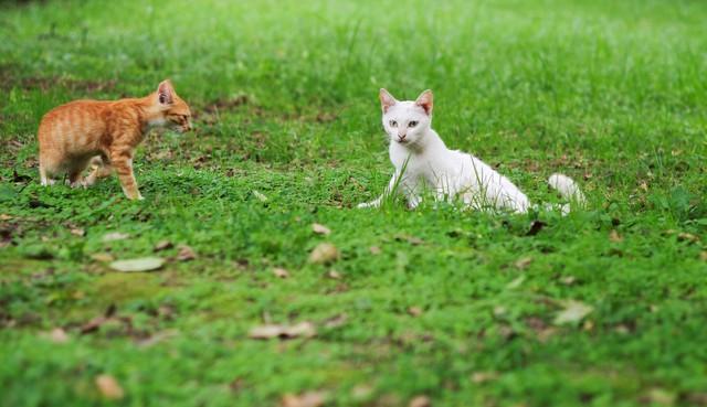 执法人员捣毁流浪猫屠宰场，救出三百多只猫后全部无害化处理